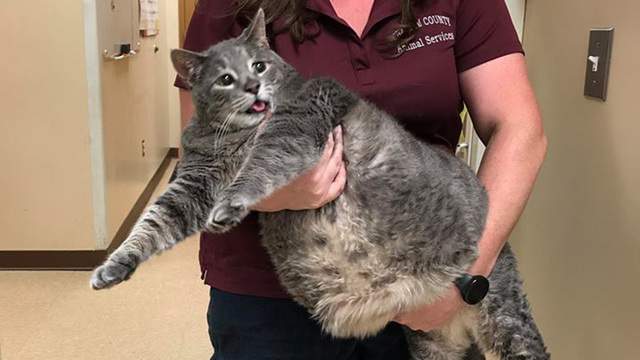 Fat Cat Living It Up In North Carolina Animal Shelter