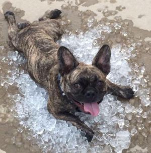 Pets love the Stros! Send photos of your fur baby supporting the Astros  through Click2Pins