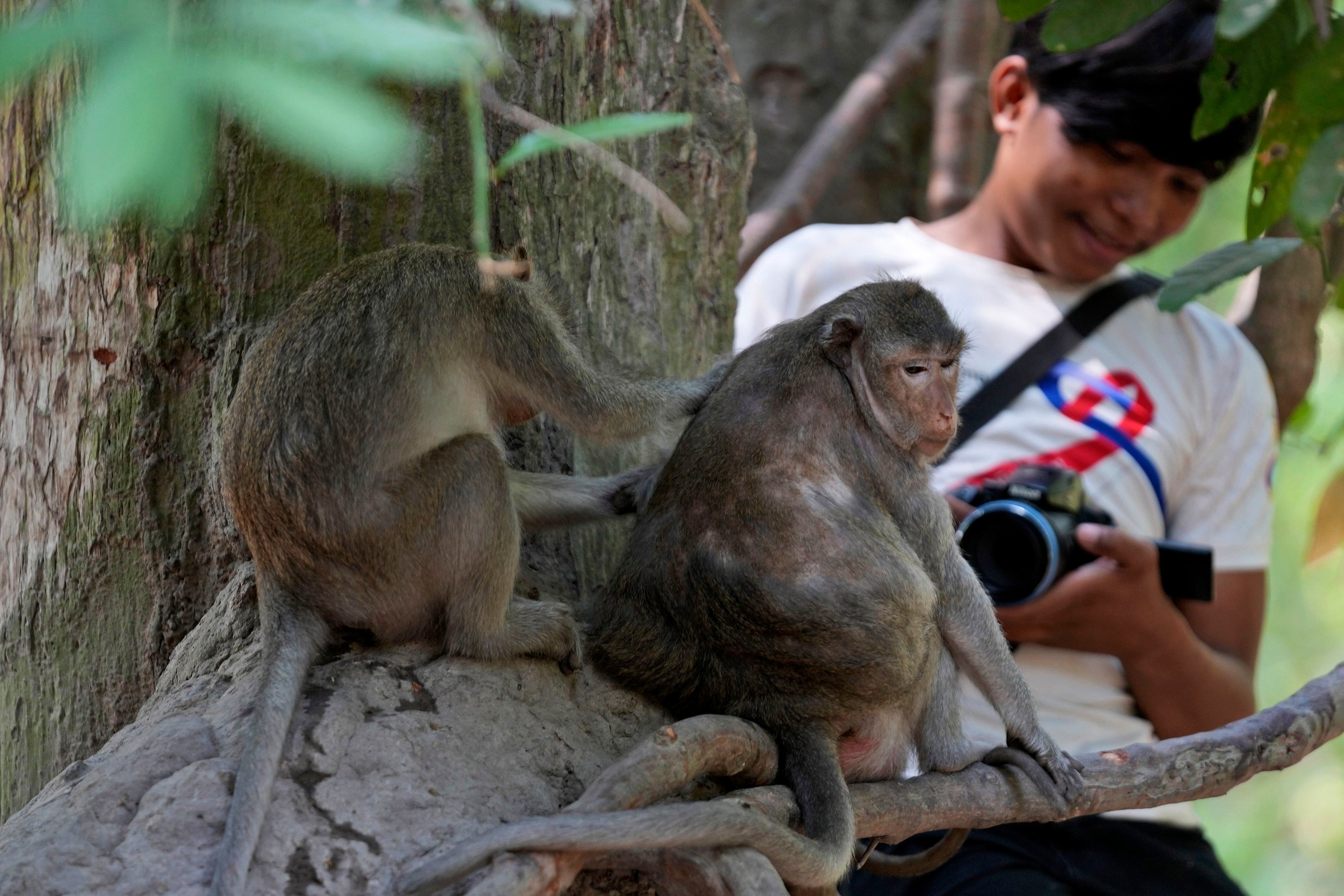 Cruelty for clicks: Cambodia is investigating YouTubers' abuse of