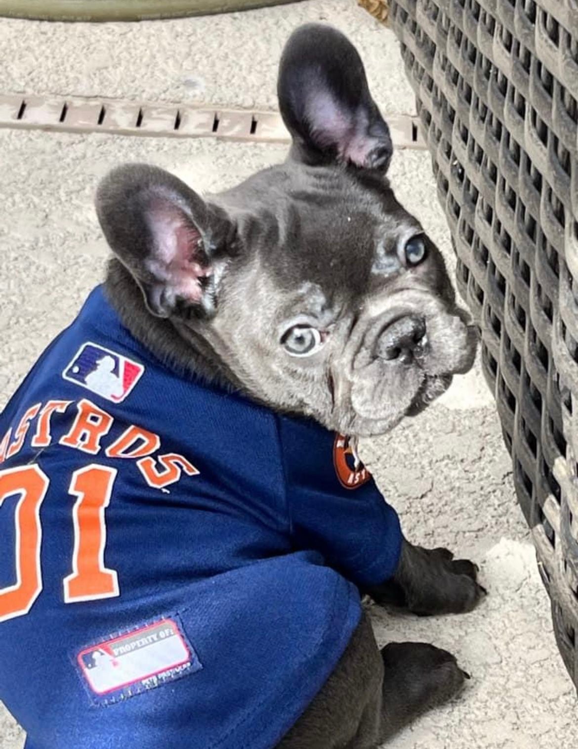 Chance the Boston Terrier Puppy from Baltimore, MD, USA. Wearing his  favorite football team's jerse…