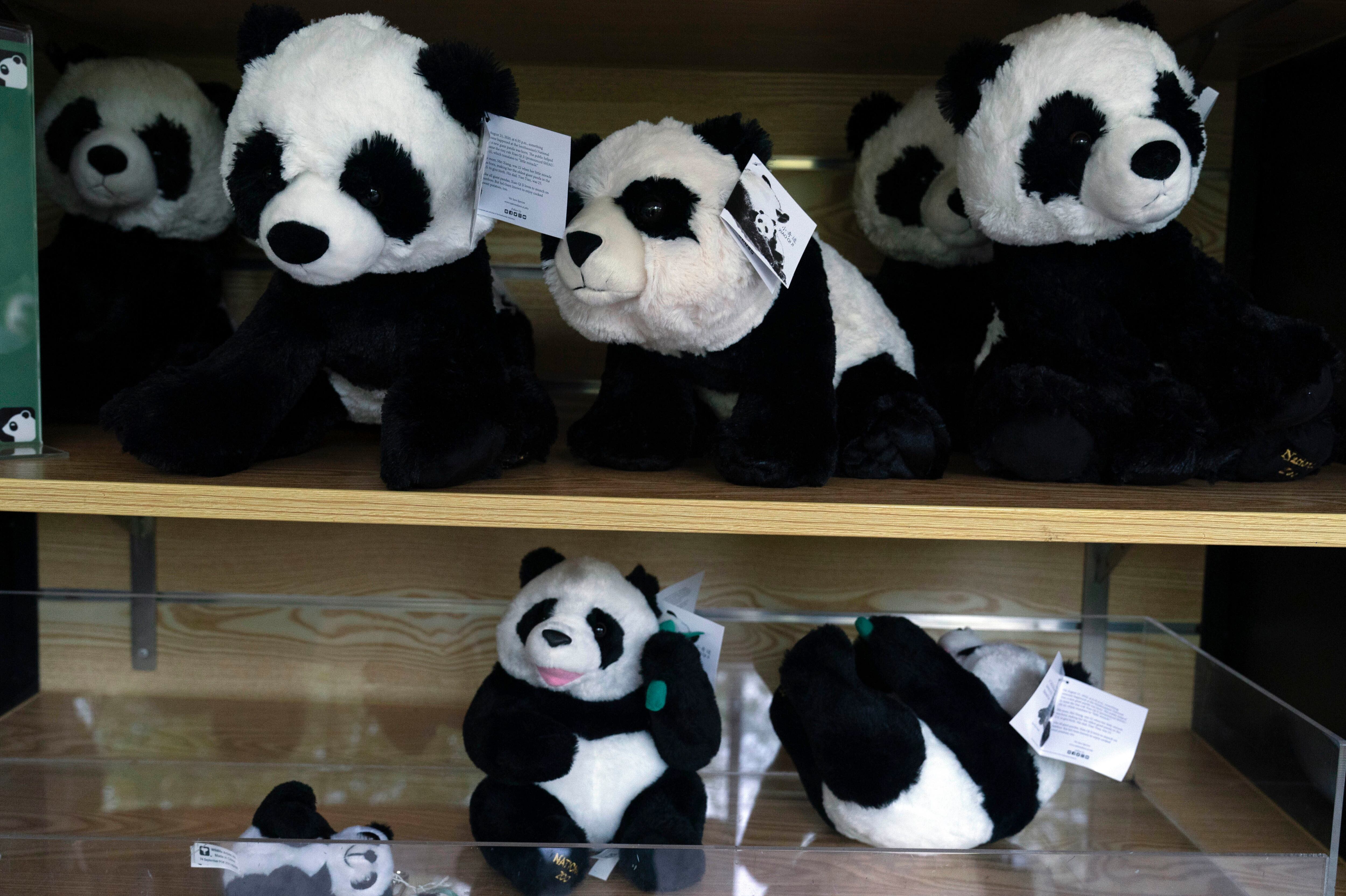Could America's giant panda exodus be reversed?