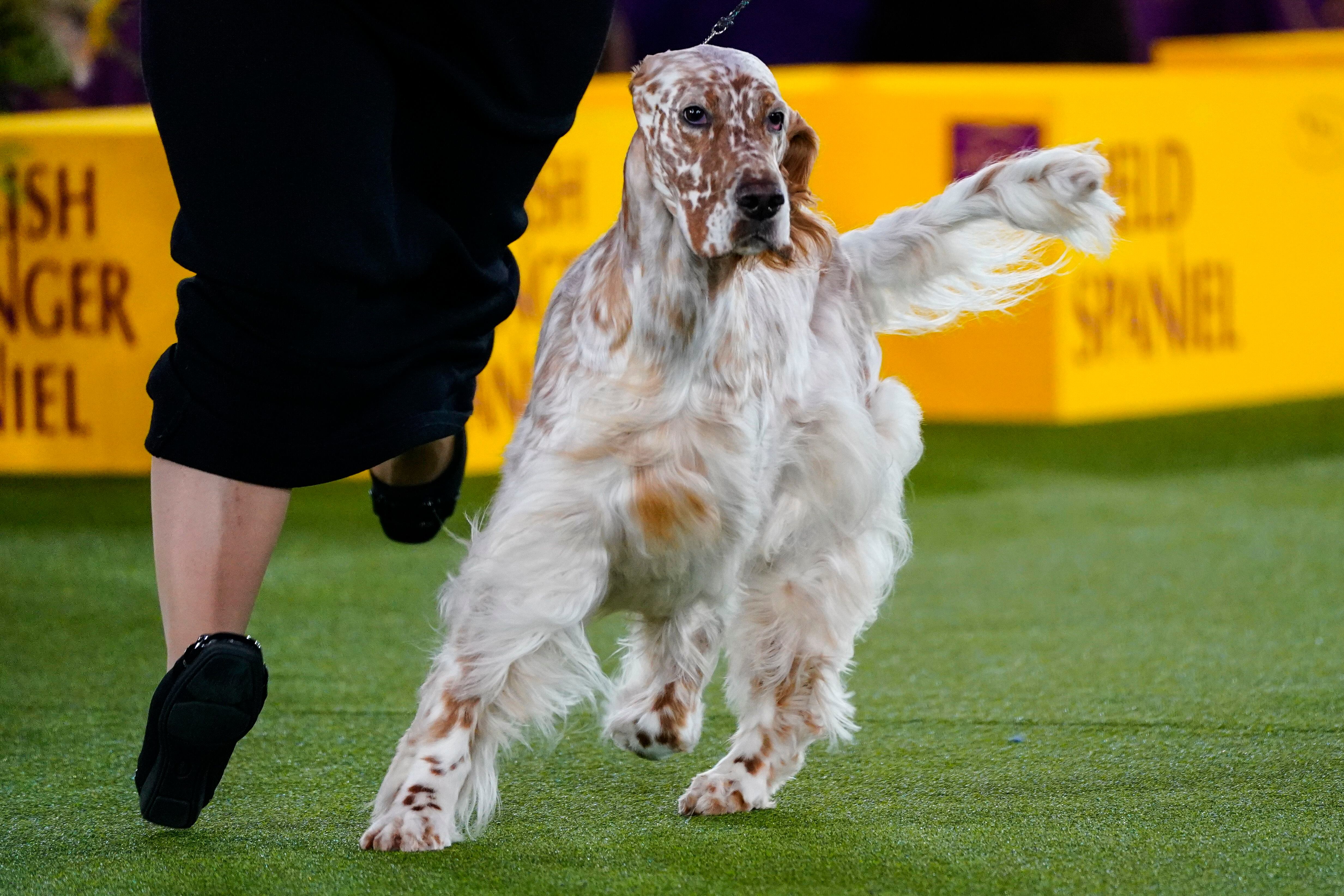 Chargers' Morgan Fox a proud owner of No. 2 dog at Westminster Kennel Club  show - NBC Sports